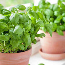 Herb basil large for sale  Sevierville