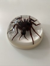 Tarantula paperweight for sale  LONDON