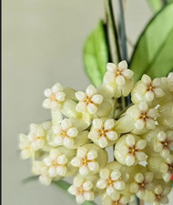 Hoya crassipetola 4.5 for sale  Pepperell