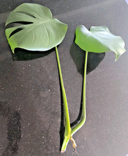 Monstera deliciosa swiss for sale  CARDIFF
