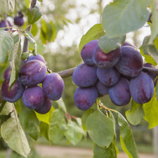 Czar plum patio for sale  PETERBOROUGH