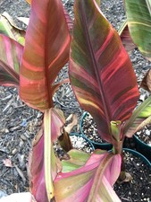 Nono musa hot for sale  Port Saint Lucie
