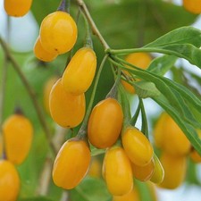 Lycium barbarum amber d'occasion  Pouzauges