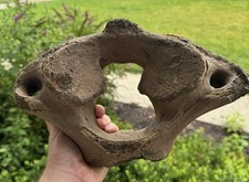 Fossilized woolly mammoth for sale  Moseley