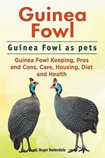 Guinea fowl. guinea for sale  UK