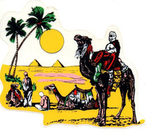 dromedario usato dromedario usato  Nogara