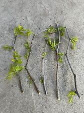 5pcs jujube tree for sale  Baldwin Park