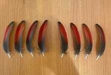 Macaw feathers red for sale  Chandler
