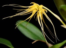 Bulbophyllum vaginatum sapphir for sale  USA