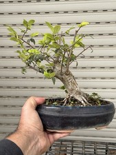 Olmo cinese bonsai usato  Italia
