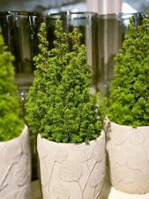 X10 yew hedging for sale  NELSON