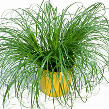 Cyperus zumula cat for sale  UK