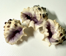 Three vintage purple for sale  Locust Grove