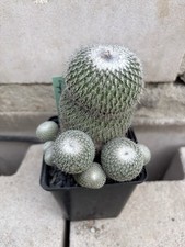 Epithelantha unguispina segale usato  Spedire a Italy