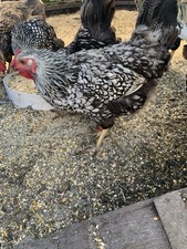 Silver laced wyandotte for sale  Lockridge