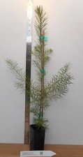 Japanese larch potted for sale  Albany