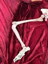 Anatomy human leg for sale  HITCHIN