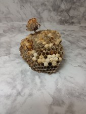 Paper wasp nest for sale  Las Vegas