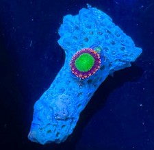 coral frags for sale coral frags for sale HATFIELD