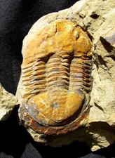 trilobite fossil for sale trilobite fossil for sale Lancaster