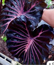 Black lava colocasia for sale  Mobile