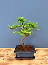 Bonsai chinesische ulme gebraucht kaufen  Böhl-Iggelheim