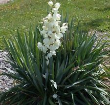 Yucca filamentosa adam for sale  HORSHAM