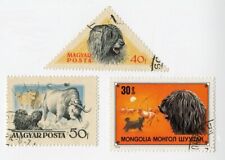 Hungarian puli vintage for sale  COLEFORD