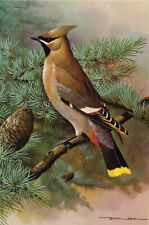 Waxwing vintage bird for sale  DEREHAM