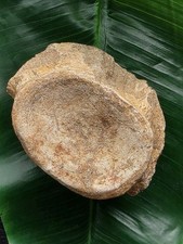 Breiter wirbel mosasaurus gebraucht kaufen Breiter wirbel mosasaurus gebraucht kaufen  Göppingen