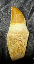 Large mosasaur fossil for sale  Willard