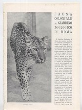 Fauna coloniale giardino usato  Trento