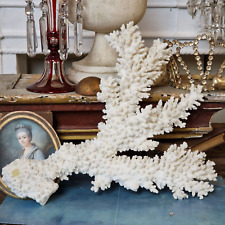 Große weiße koralle gebraucht kaufen  Aglasterhausen
