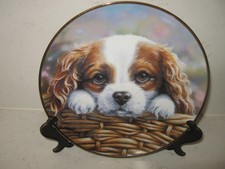 Cavalier king charles for sale Cavalier king charles for sale  WELLINGBOROUGH