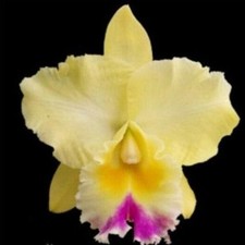 Large yellow purple for sale  Atlanta