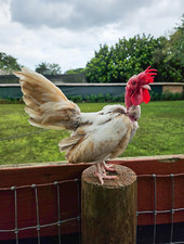 Kikiriki hatching eggs for sale  Miami