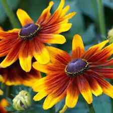 yellow flowering daisy plant for sale yellow flowering daisy plant for sale Tarpon Springs