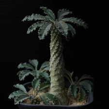 Dorstenia lavrani caudex for sale  Shipping to United Kingdom