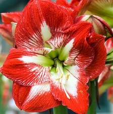 Star amaryllis minerva for sale  Winter Haven