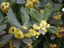 wood laurel tree for sale wood laurel tree for sale San Francisco