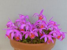 Pleione stromboli fireball for sale  UK