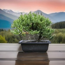 Japanese dwarf juniper for sale  Fort White