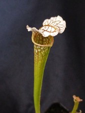 Sarracenia wilkerson white for sale  Milwaukee