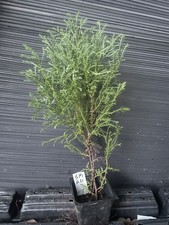 Sherwood moss arborvitae for sale Sherwood moss arborvitae for sale  Martin