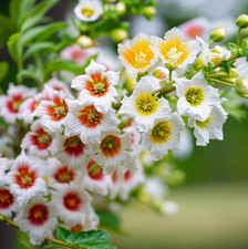 Yellow horn seeds for sale  Temecula