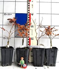 Fagus sylv sandrode gebraucht kaufen  Bad Bergzabern