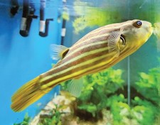 Fahaka puffer freshwater for sale  Brooklyn