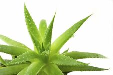 Aloe vera medicinal for sale  Shipping to Ireland