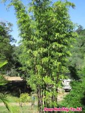 Black bamboo timor for sale  Miami