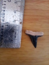 Small prehistoric predatory for sale  GUILDFORD
